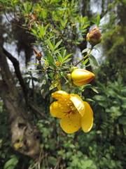 Hypericum revolutum