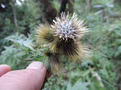 Carduus nyassanus