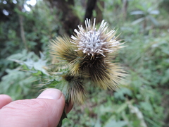 Carduus nyassanus