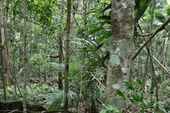 Polyosma cunninghamii