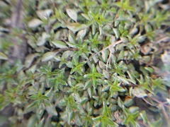 Ludwigia repens