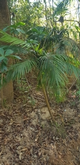Dypsis rivularis