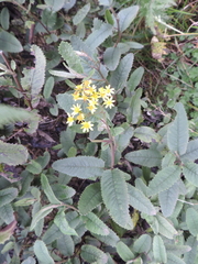 Asteraceae