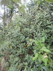 Asteraceae