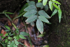 Derris involuta