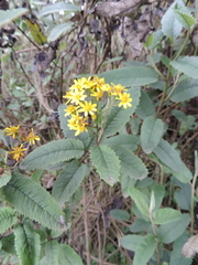 Asteraceae