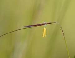 Austrostipa muelleri