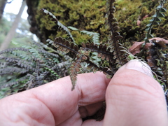 Melpomene flabelliformis