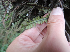 Melpomene flabelliformis
