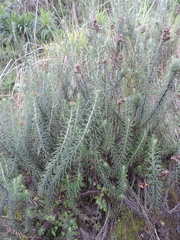 Helichrysum