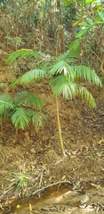 Dypsis rivularis