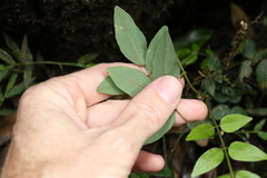 Derris involuta