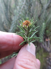 Helichrysum