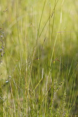 Austrostipa muelleri
