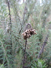 Helichrysum