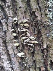 Schizophyllum commune