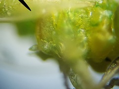 Craspedolepta euthamiae