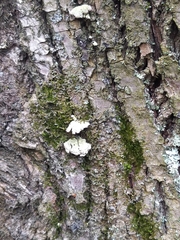 Schizophyllum commune
