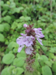 Lamiaceae