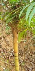 Dypsis rivularis