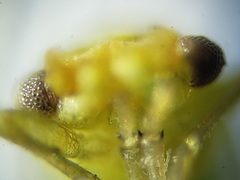 Craspedolepta euthamiae