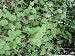 Lamiaceae