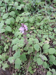 Lamiaceae