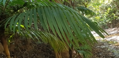 Dypsis rivularis