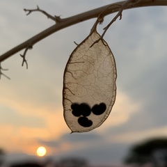 Lessertia benguellensis