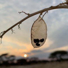 Lessertia benguellensis