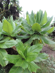 Dendrosenecio erici-rosenii