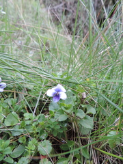 Viola eminii