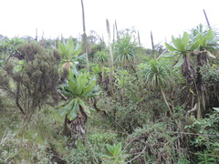 Dendrosenecio erici-rosenii