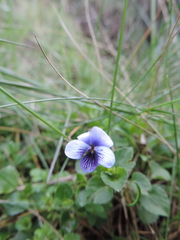 Viola eminii