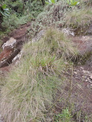 Poaceae