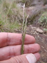 Poaceae