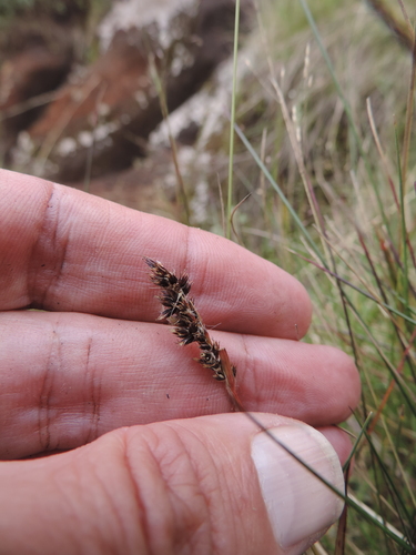 Carex conferta image