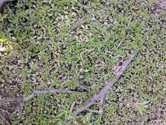 Ludwigia repens