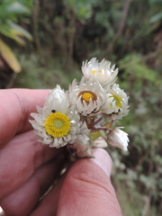 Helichrysum