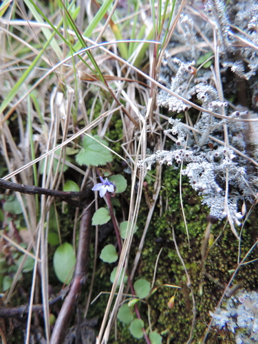 Lobelia minutula image