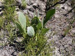 Mairia coriacea
