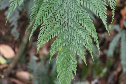 Image of Lastreopsis decomposita by (c) Greg Tasney, some rights reserved (CC BY-SA)