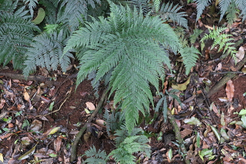 Image of Lastreopsis decomposita by (c) Greg Tasney, some rights reserved (CC BY-SA)