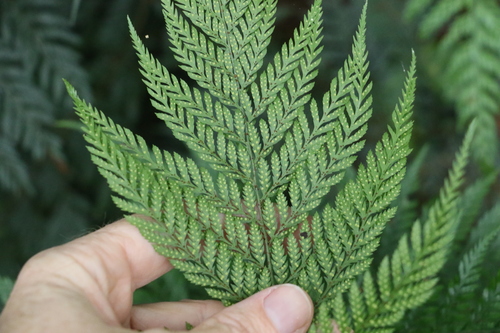 Image of Lastreopsis decomposita by (c) Greg Tasney, some rights reserved (CC BY-SA)