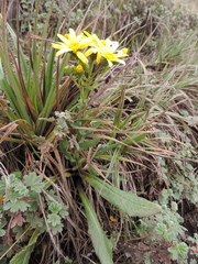 Asteraceae