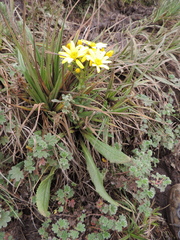 Asteraceae