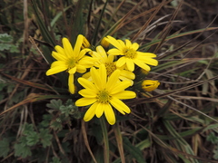 Asteraceae