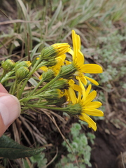 Asteraceae