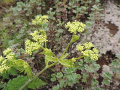 Afroligusticum linderi
