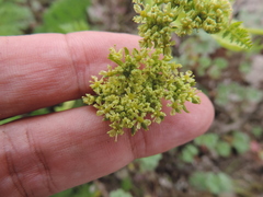 Afroligusticum linderi
